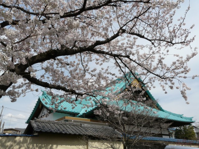08.3.29桜坂界隈10＿桜と東光院.jpg