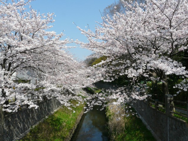 09.4.6真間川の桜＿2.jpg