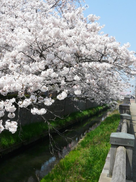 09.4.6真間川の桜＿26.jpg