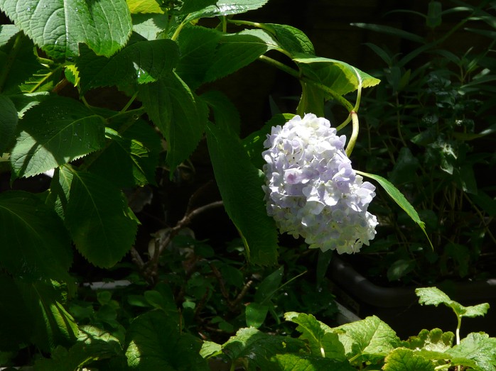 09.5.25鉢植えの紫陽花1＿色付く.jpg